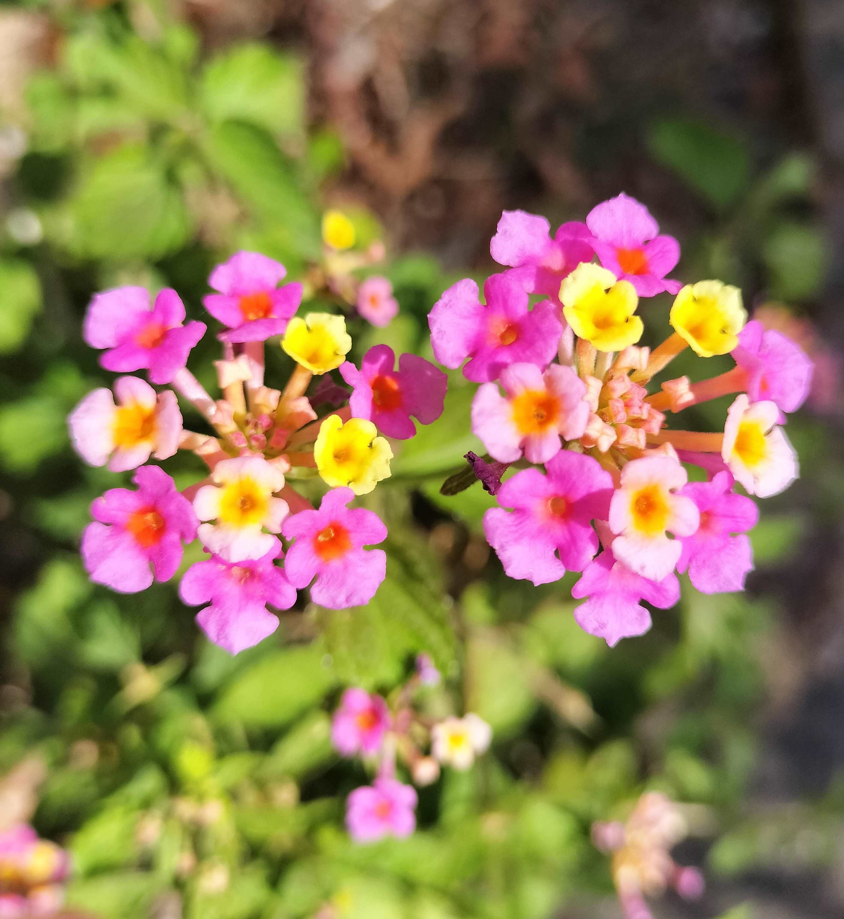 「　小さな可愛らしいお花　」